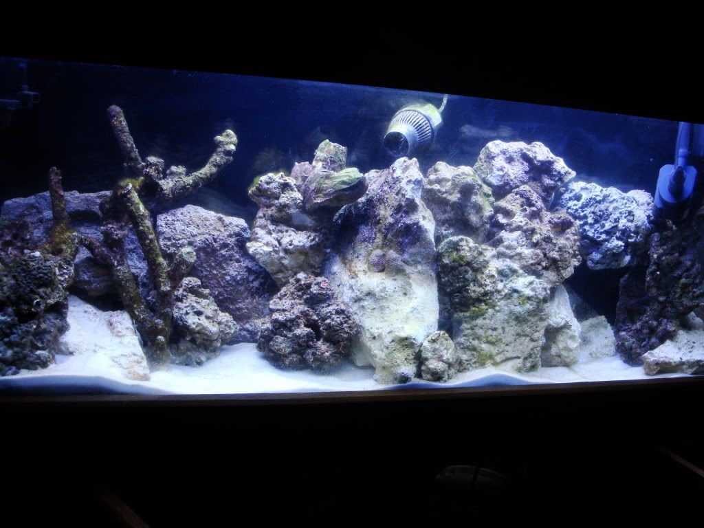 Hair Algae Outbreak during cycling Reef Central Online Community